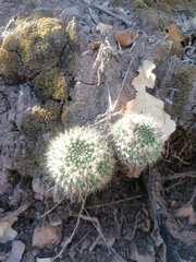 Mammillaria karwinskiana