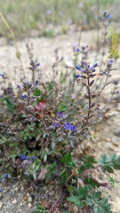 Stemodia durantifolia