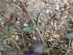 Stemodia durantifolia