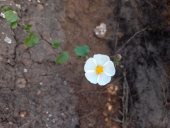 Wissadula glechomifolia