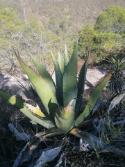 Agave marmorata