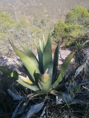 Agave marmorata