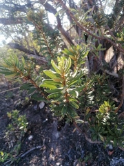 Comarostaphylis polifolia