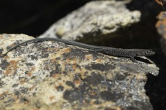 Australolacerta australis