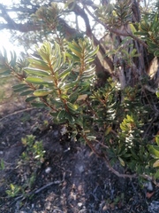 Comarostaphylis polifolia