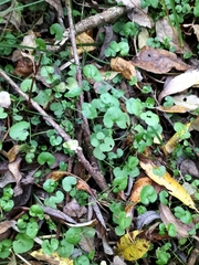 Cardamine dolichostyla