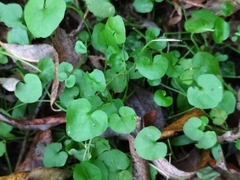 Cardamine dolichostyla