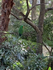 Eclectus