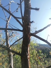 Bursera esparzae