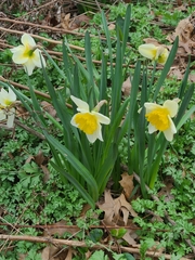 Narcissus moschatus