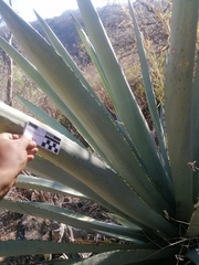 Agave macroacantha