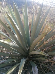 Agave macroacantha
