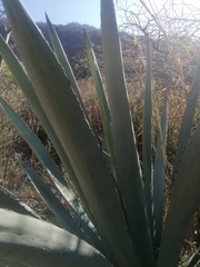 Agave macroacantha