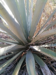 Agave macroacantha