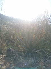 Agave macroacantha