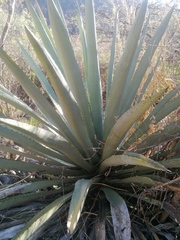 Agave macroacantha
