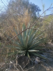 Agave macroacantha