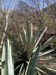 Agave macroacantha