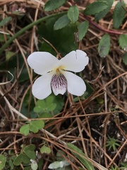 Plagiostigma