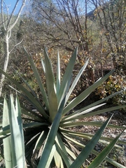 Agave macroacantha