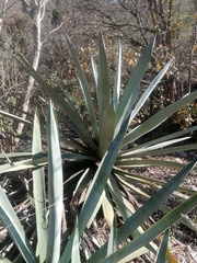 Agave macroacantha