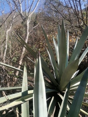 Agave macroacantha