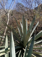 Agave macroacantha