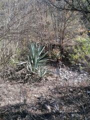 Agave macroacantha