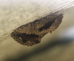 Odontodes aleuca
