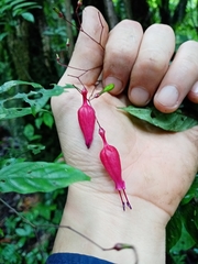 Stenostephanus haematodes