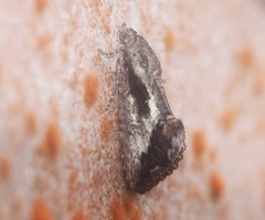 Odontodes aleuca