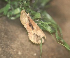 Odontodes aleuca