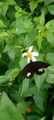 Papilio castor