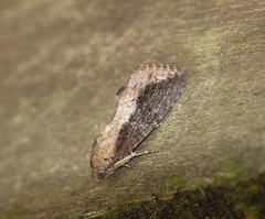 Odontodes seranensis