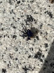 Tectocoris diophthalmus