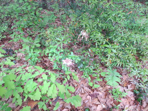 Rhododendron canescens