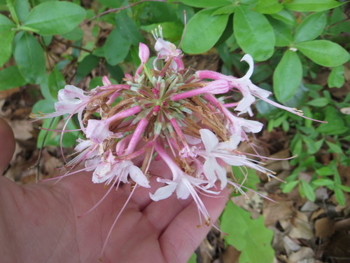 Rhododendron canescens