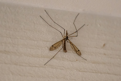 Tipula