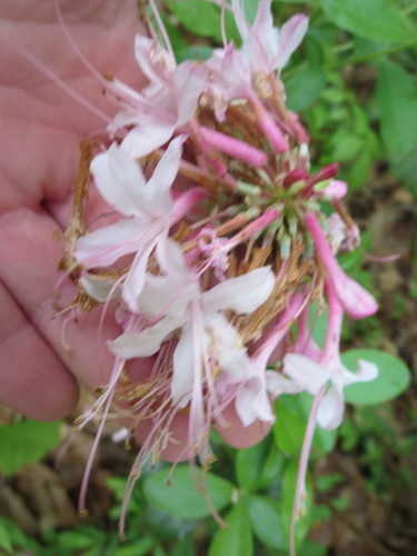 Rhododendron canescens