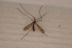 Tipula