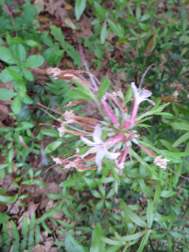 Rhododendron canescens
