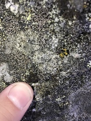 Pseudephebe minuscula