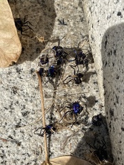 Tectocoris diophthalmus