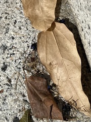 Tectocoris diophthalmus