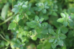 Stemodia verticillata