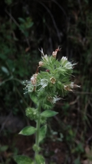 Phacelia heterophylla