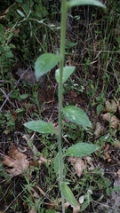 Phacelia heterophylla