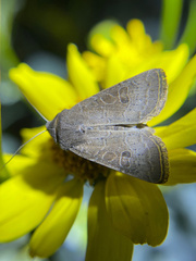 Protorthodes melanopis