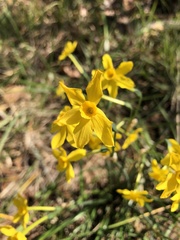 Narcissus jonquilla
