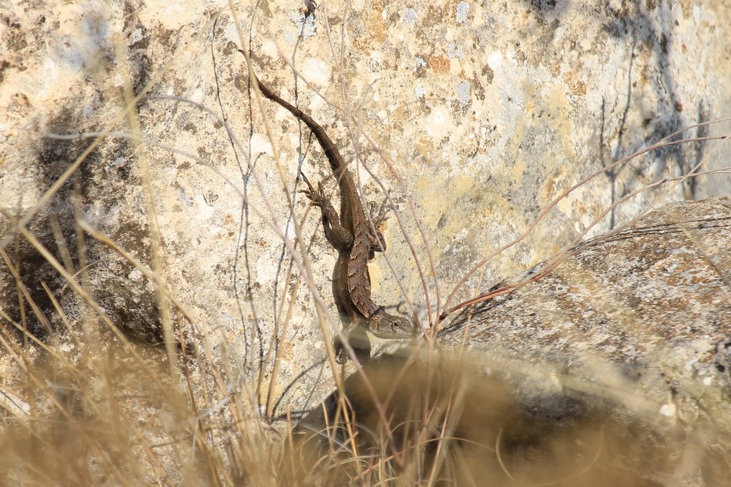 April Lizard Prairie Lizard in April 2022 by Michael Price · iNaturalist